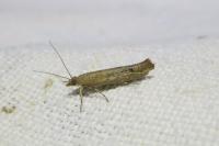 Ypsolopha ustella
