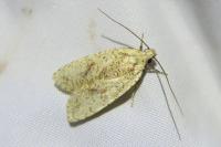 Agonopterix nervosa