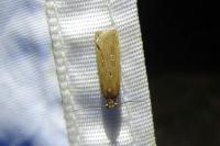 Helcystogramma triannulella