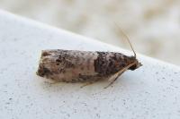 Notocelia incarnatana
