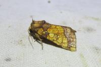 Gortyna flavago