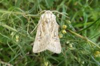 Agrotis graslini