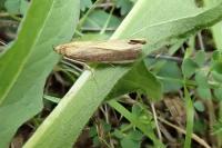 Oncocera semirubella