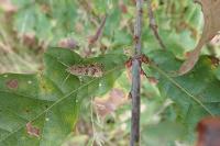 Nomophila noctuella