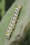Cucullia verbasci