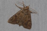 Fissipunctia ypsillon