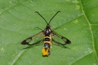 Synanthedon