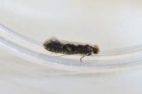 Monopis crocicapitella