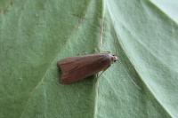 Acompsia cinerella