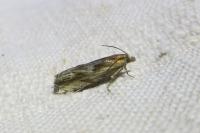 Eucosma cana