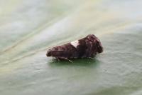 Pammene spiniana
