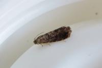 Grapholita janthinana