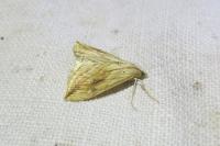 Evergestis forficalis