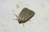 Amphipyra tragopoginis