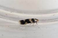 Etainia louisella