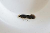 Monopis laevigella