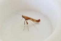 Caloptilia