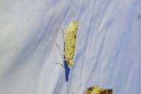 Ypsolopha alpella