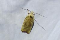 Agonopterix nervosa