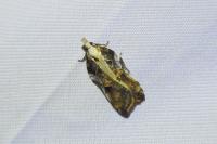 Acleris cristana