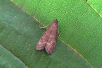 Eccopisa effractella