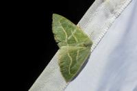 Hylaea fasciaria