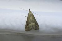 Schrankia taenialis