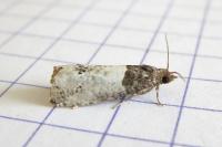 Notocelia roborana