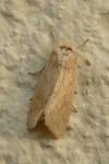 Mythimna vitellina