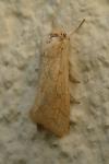 Mythimna vitellina