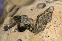 Cleorodes lichenaria