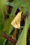 Rhodometra sacraria