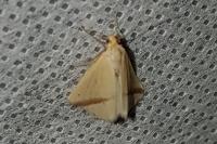 Rhodometra sacraria