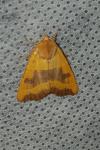 Atethmia centrago