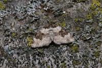 Xanthorhoe fluctuata