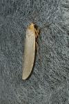 Eilema caniola