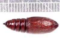 Mniotype solieri