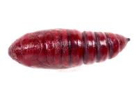 Mniotype solieri