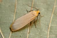 Katha depressa