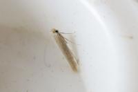 Bedellia somnulentella