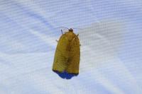 Cacoecimorpha pronubana