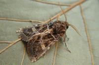 Leucochlaena oditis