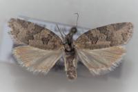 Cnephasia communana