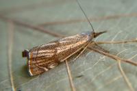 Thisanotia chrysonuchella