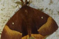 Lasiocampa quercus
