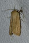 Mythimna pallens