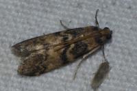 Euzophera pinguis