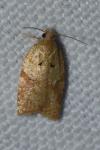 Acleris ferrugana/notana