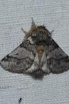 Thaumetopoea processionea
