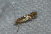 Phyllonorycter distentella